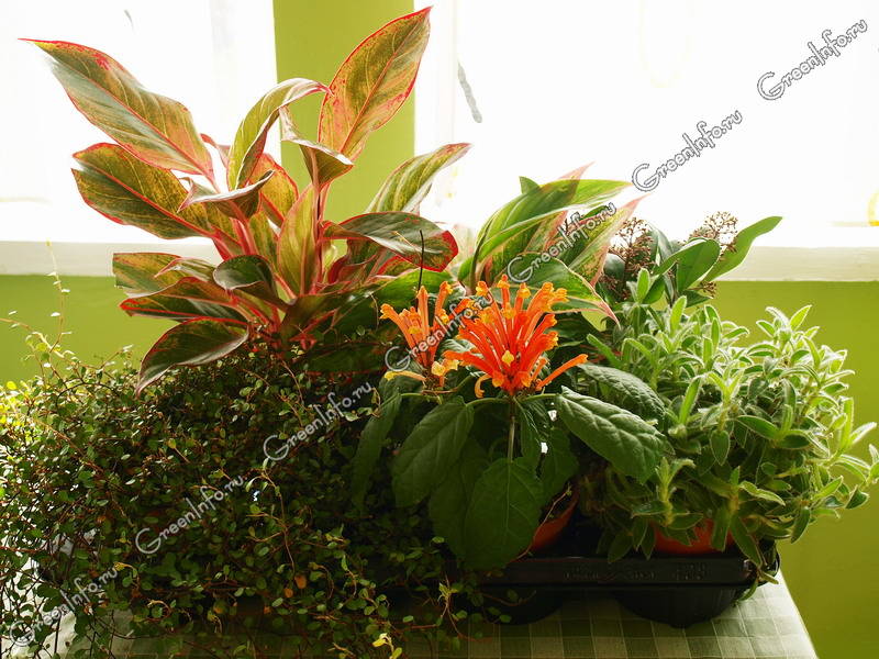 Красивоцветущие Комнатные Растения Фото