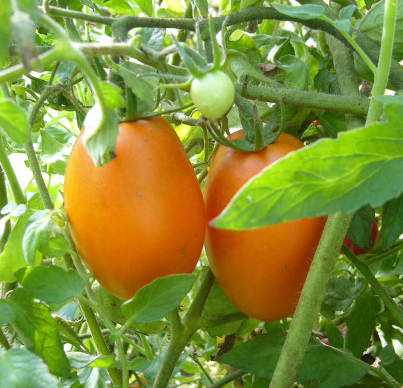 Помидорные страдания: 7 аспектов получения хорошего урожая томатов