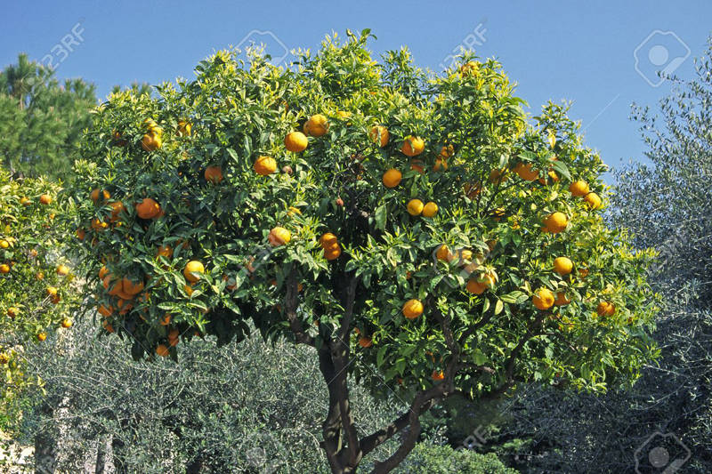 Яблоки Апельсины Фото