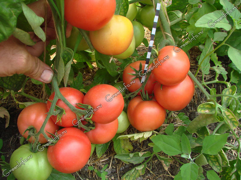 есения томат