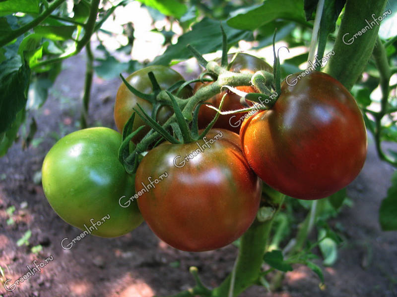 Как сохранить томаты до Нового года