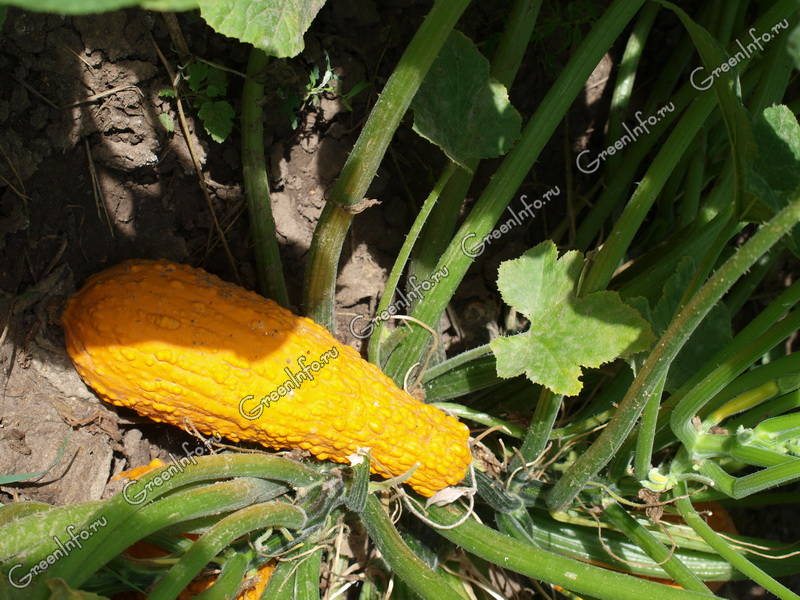 Крукнек (15 фото): кабачок «Скрудж» и другие сорта. Выращивание из семян