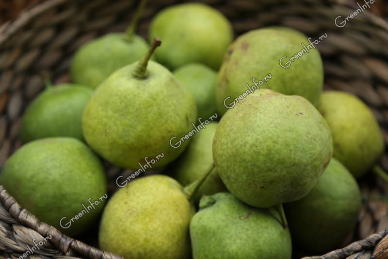 Сбор и хранение плодов груши