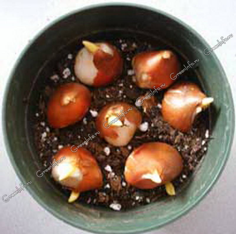 Можно ли луковицы тюльпанов ставить в воду