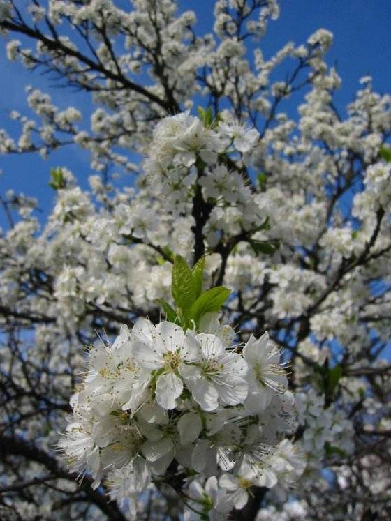 цветение дерева вишня