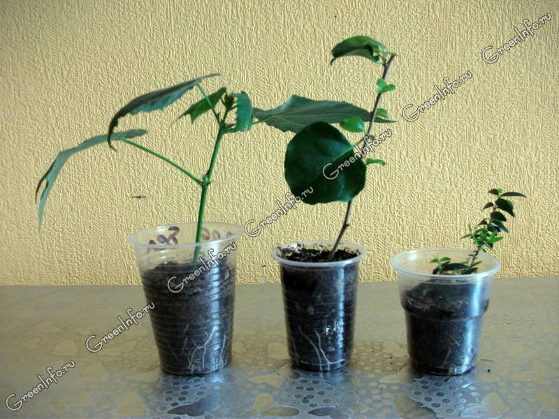 Черенкование комнатных растений в домашних условиях
