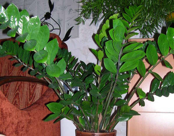 Замиокулькас Цветок Фото Комнатное Растение