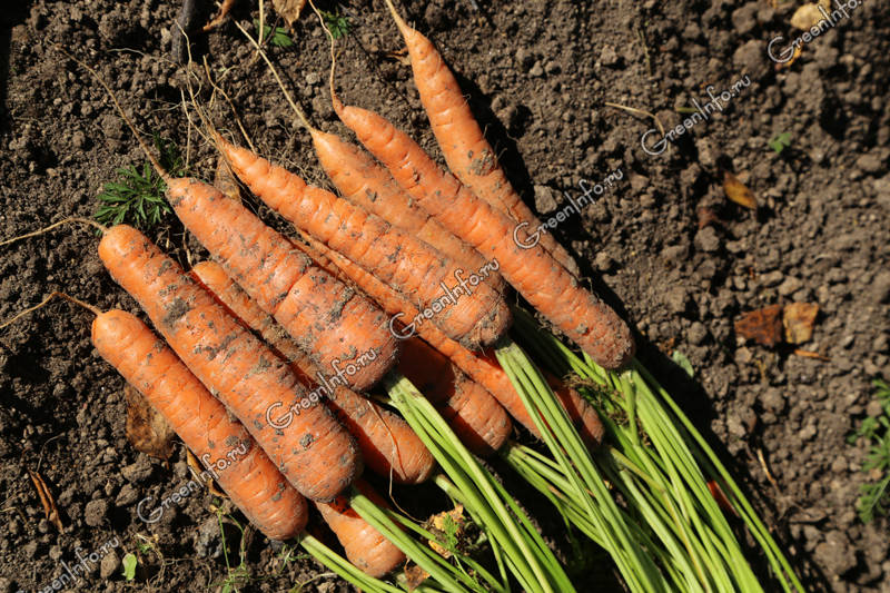 Секреты правильной уборки урожая моркови