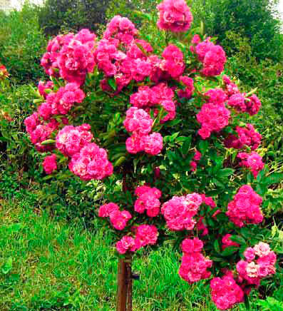 Комнатная Дерева Роз Фото