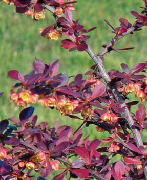Барбарис Тунберга (Berberis thunbergii) Atropurpurea