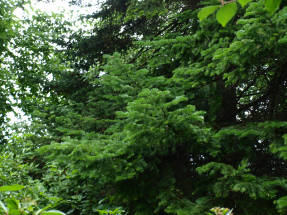Пихта бальзамическая (Abies balsamea)