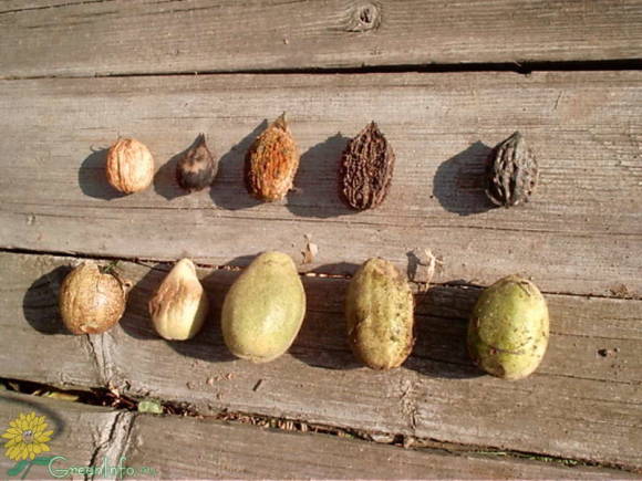 Все орехи (слева направо):
грецкий, сердцевидный, ланкастерский, серый, маньчжурский