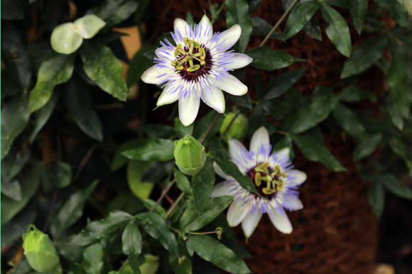 Пассифлора голубая (passiflora caerulea)