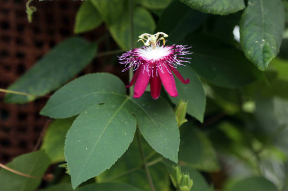 Пассифлора гибридная (Passiflora coccinea x incarnata) 
