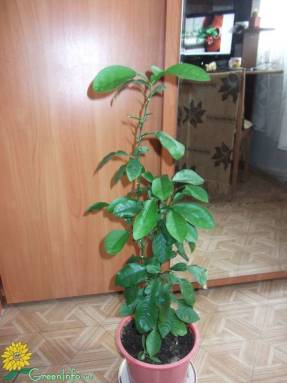 Помело (Citrus maxima). Фото с форума GreenInfo.ru