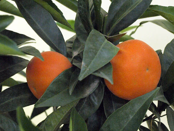 Мандарин (Citrus reticulata)