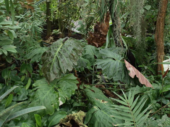 Филодендрон Эванса (Philodendron x evansii)