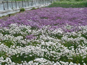 Поле шнитт-лука (Allium schoenoprasum)