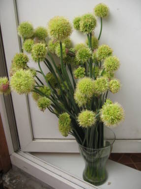 Лук косой (Allium obliquum)