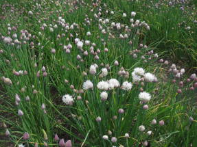 Шнитт-лук (Allium schoenoprasum) Эльви