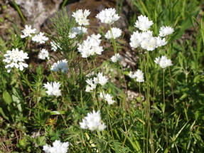 Лук неаполитанский (Allium neapolitanum)