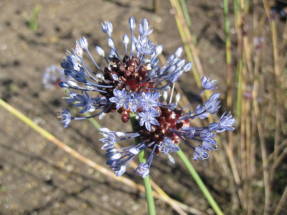 Лук сине-голубой (Allium caesium)