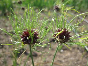 Лук виноградный (Allium ampeloprasum) Hair
