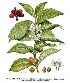 Кофейное дерево аравийское (Coffea arabica)