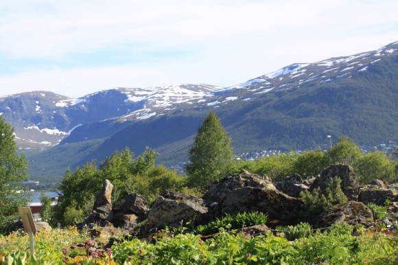 Арктическо-альпийский ботанический сад г. Тромсё в Норвегии