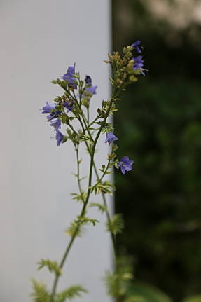 Синюха голубая var. variegata Brise d'Anjou
