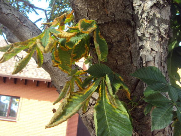 Краевой некроз на листьях каштана (фото с форума GreenInfo.ru)