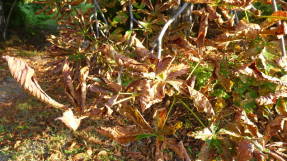 Красно-коричневая пятнистость листьев на  конском каштане обыкновенном