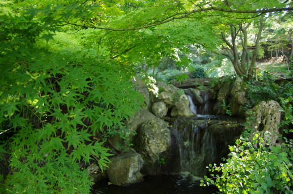 Клен дланевидный в японском саду