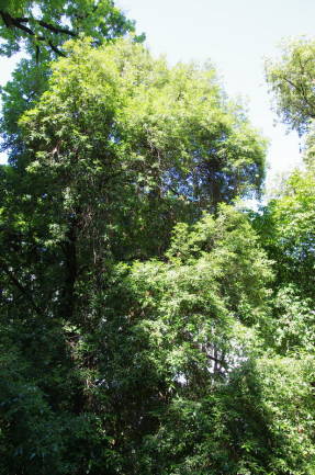 Дуб каменный (Quercus ilex)