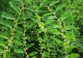 Секуринега полукустарниковая, женское растение в период цветения