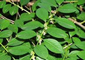 Секуринега полукустарниковая, мужское растение в период цветения