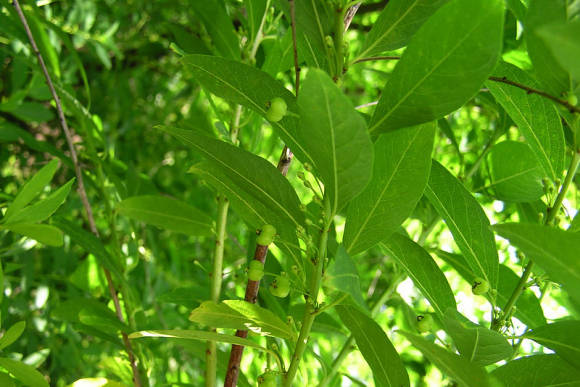 Секуринега полукустарниковая, женское растение с плодами