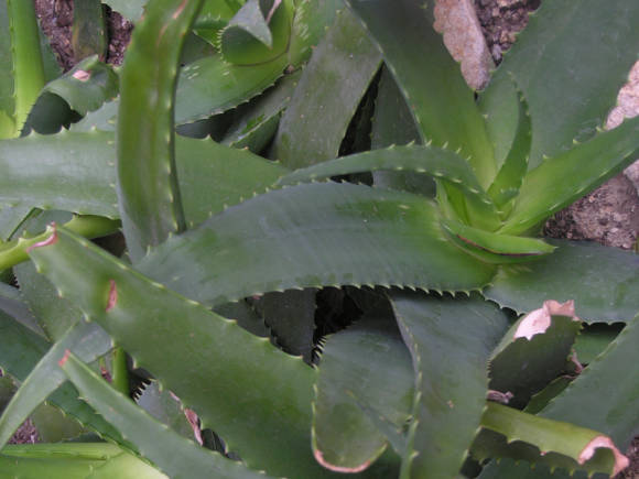 Алоэ древовидное (Aloe arborescens). Фото: Елена Маланкина