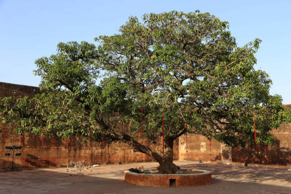 Старое дерево манго в форте Джайгар в Джайпуре