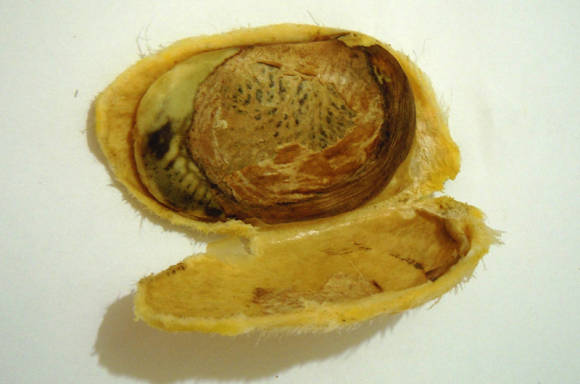 Семя манго в косточке