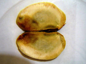 Две семядоли семени манго