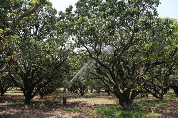 Плантация манго в могольских садах Пинджора