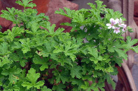 Пеларгония ароматная (Pelargoniun graveolens) 