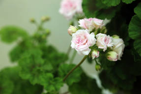 Пеларгония плющелистная Milfield Rose (Hybrid Ivy-Leaved)