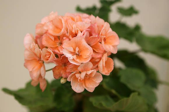 Пеларгония зональная Something Special (Double Flowered)