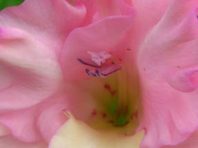 Трипс, взрослое насекомое на цветке