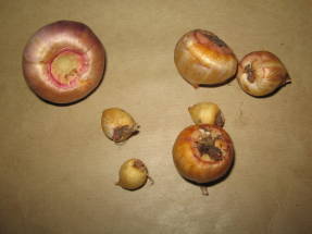 Луковицы гладиолусов - ювенильные и взрослая,  подготовленные к хранению