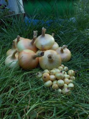 При выращивании из севка сорт Штуттгартер Ризен показывает наилучший свой результат – некоторые луковицы достигают массы 300 г.