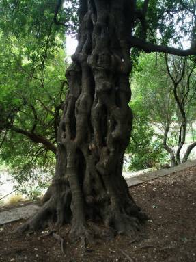 Дерево желания с заветными записками