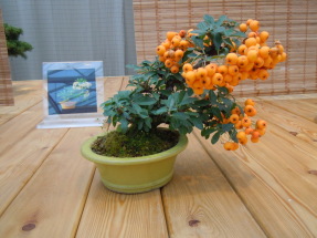 Пираканта узколистная Pyracantha angustifolia (около 30 лет)